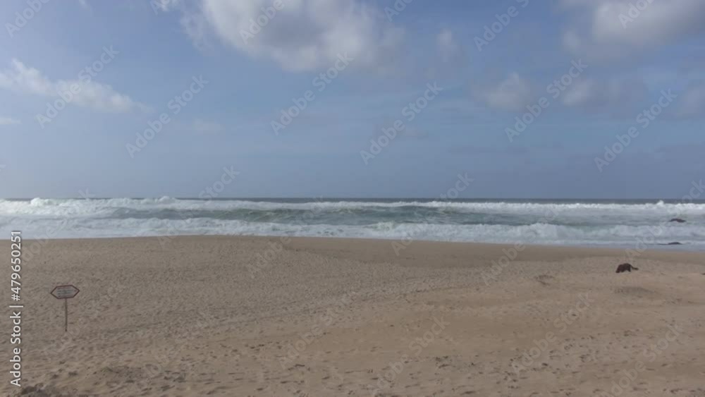 Smooth beach with yellow sand, family vacation, walk along the ocean, vacation by the sea, ocean waves, pets and people on the seashore, surf on the sandy shore, vacation Smooth beach with yellow sand, family vacation, walk along the ocean, vacation by the sea, ocean waves, pets and people on the seashore, surf on the sandy shore, vacation