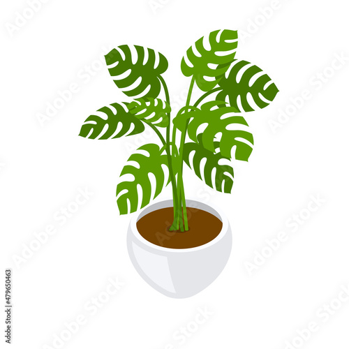 Monstera in white pot isometric illustration on white background.