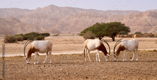 Canvas Print Scimitar-horned oryxes in Hay-Bar Yotvata Nature Reserve, a breeding and rehabilitation center for endangered extinct animals mentioned in the Bible