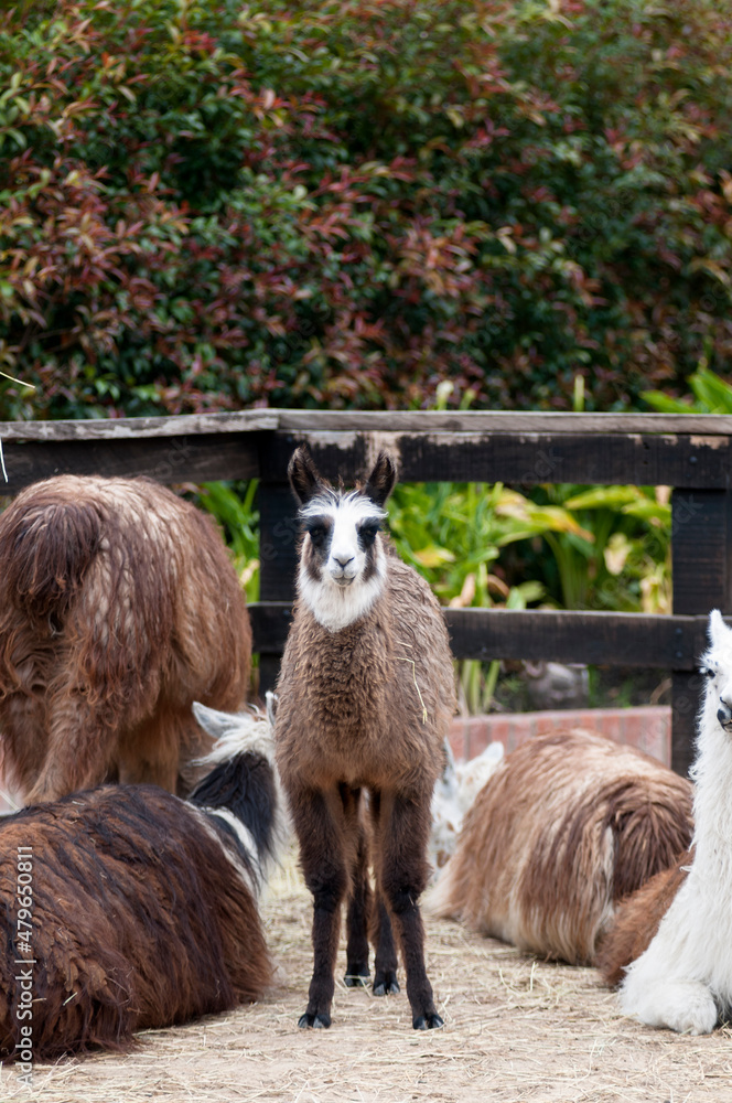 Fototapeta premium Portrait white flame in the foreground 