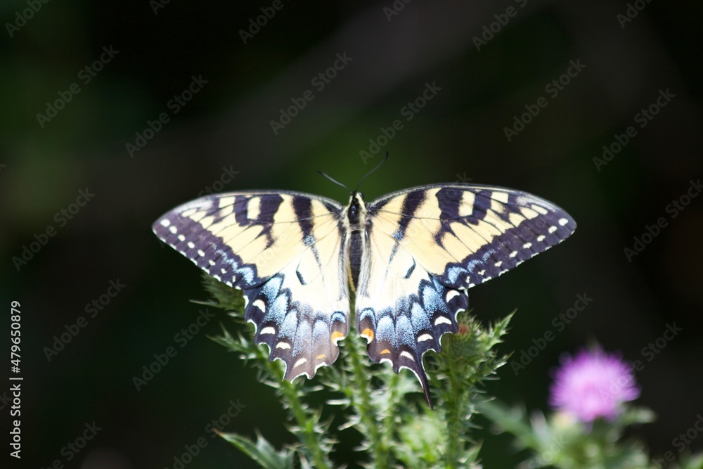 butterfly on a flower butterfly on a flower