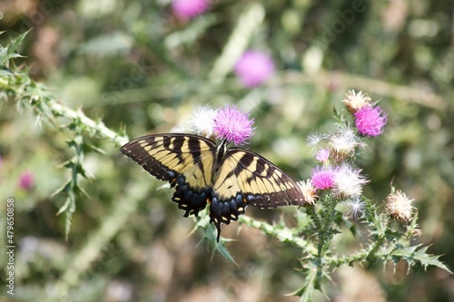 butterfly on a flower