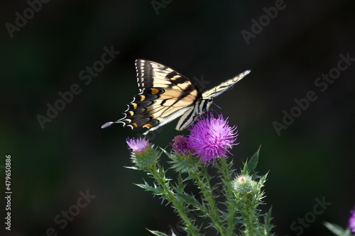 butterfly on thistle