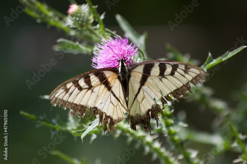 butterfly on a flower