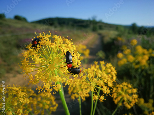 Cantharis red and black insects on yellow flower with inflorescences in umbel photo