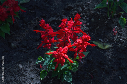 Sage flower of sunny red color in the ground