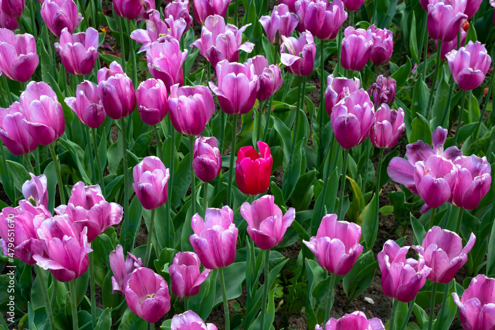 Flowerbed with spring pink tulips in the city park Flowerbed with spring pink tulips in the city park