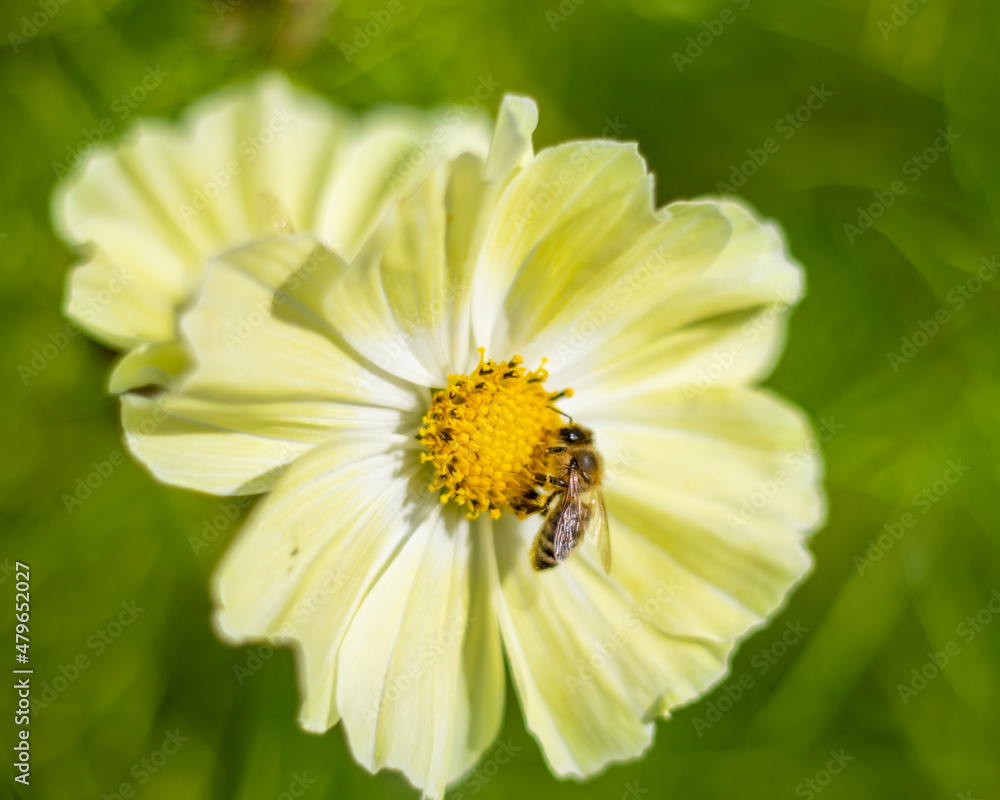 Beautiful yellow flower close up, with a honey bee inside Beautiful yellow flower close up, with a honey bee inside