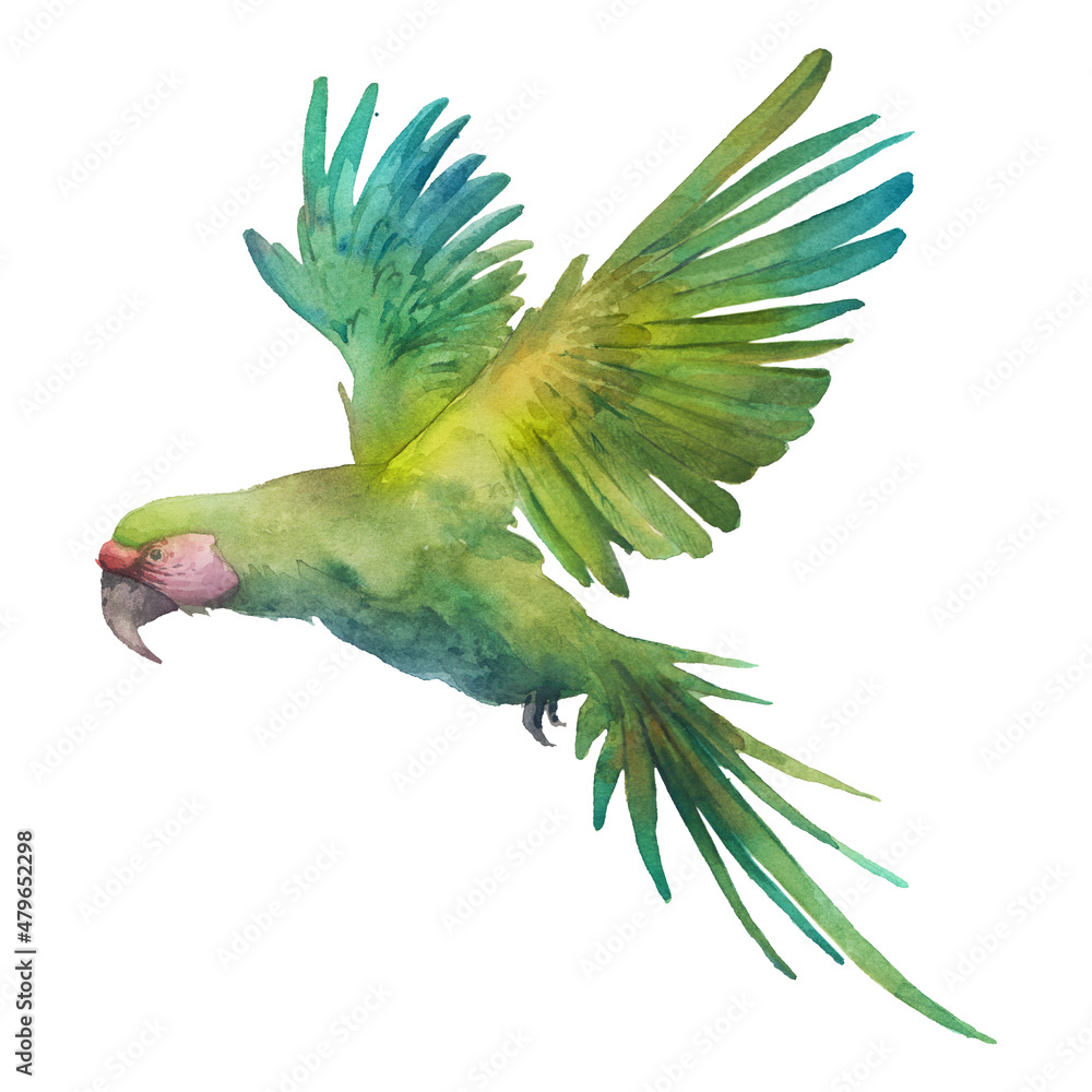 Watercolor green parrot artwork. Hand drawn tropical bird isolated ...