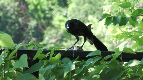 Steady shot of a big black crow eating bread on a wooden railing