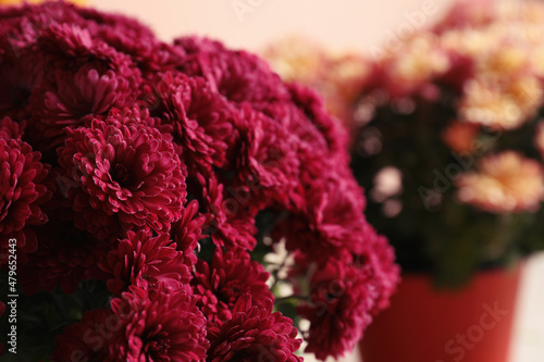 Fototapeta Naklejka Na Ścianę i Meble -  Beautiful fresh chrysanthemum flowers, closeup. Floral decor