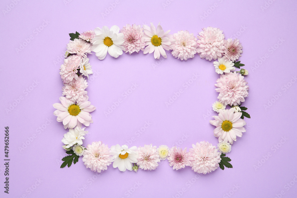 Frame made of beautiful chrysanthemum flowers on violet background, flat lay. Space for text Frame made of beautiful chrysanthemum flowers on violet background, flat lay. Space for text