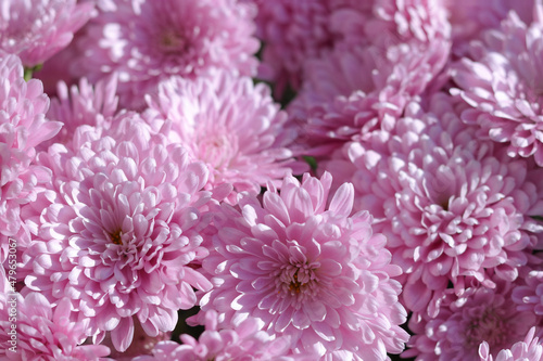 Pink Chrysanthemum selectively focused. Close up of chrysanthemum flowers. Flower head. Bouquet of pink autumn chrysanthemum. Spring flowers. Top view. Texture and background. Floral background