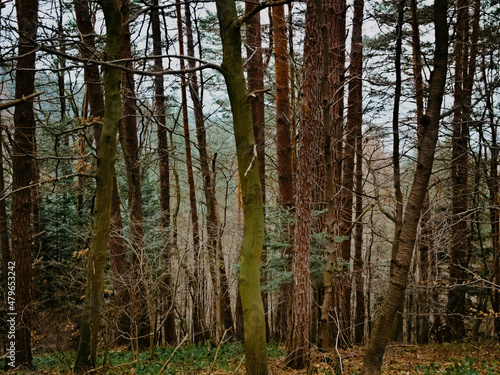 Coniferous and deciduous trees in the forest