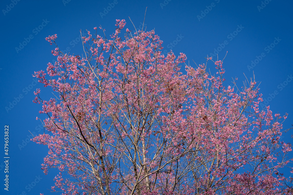 Beautiful Wild Himalayan, Cherry pink blossom Sakura flower or Prunus Cerasoides full bloom in natural of forest on the high area. Beautiful Wild Himalayan, Cherry pink blossom Sakura flower or Prunus Cerasoides full bloom in natural of forest on the high area.