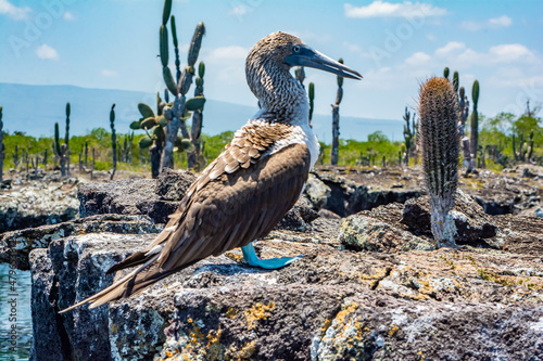 Bilde på lerret blue-footed booby near a cactus