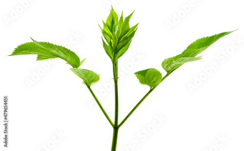 green young spring leaf isolated.  elderberry leaves. Spring greens.Fresh leaf.