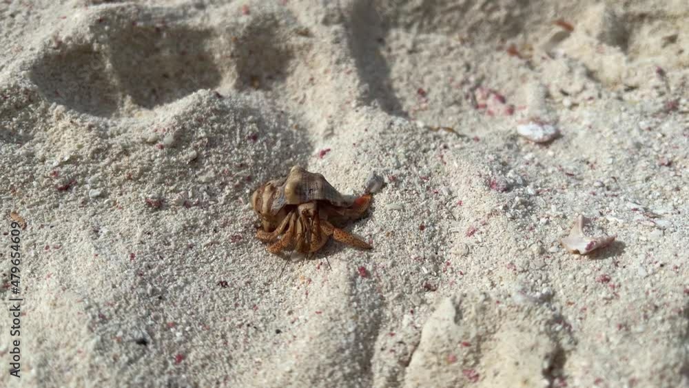 Hermit crab walking on a sandy beach, closeup. Hermit crab walking on a sandy beach, closeup.