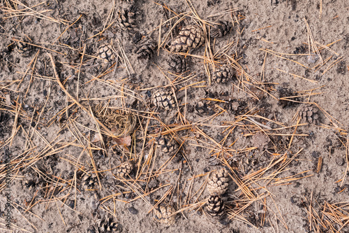 Sand with cones, twigs and pine needles in the wood