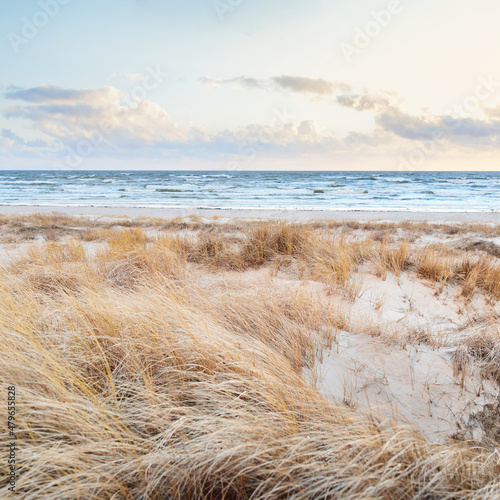 Baltic sea shore (desert, beach) under blue sky with glowing sunset clouds. Sand dunes and plants (dune grass, Ammophila). Denmark. Nature, environmental conservation, ecotourism. Picturesque scenery