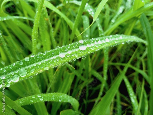 Dew drops on natural green grass