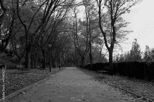 straight road in a park surrounded by trees and benches. Black and white.