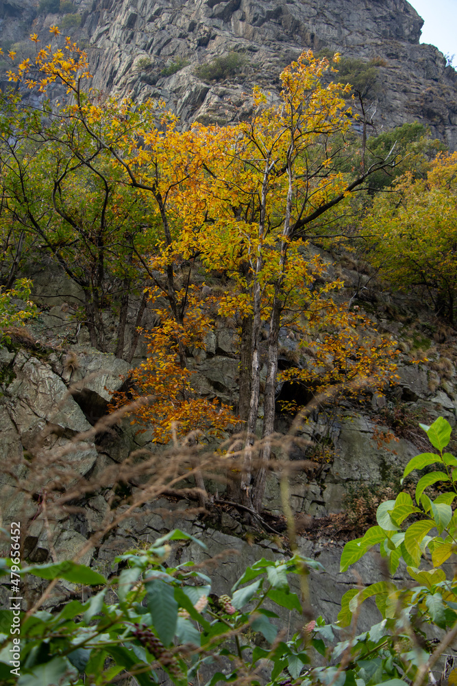 Valle D'Aosta, Italy, beautiful European landscape, beautiful trees with yellow and orange foliage, growing on the top of the mountain Valle D'Aosta, Italy, beautiful European landscape, beautiful trees with yellow and orange foliage, growing on the top of the mountain