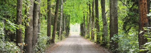 Billede på lærred An archway of the single lane country road and tall green trees