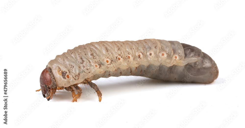 white larva of cockchafer isolated in profile white larva of cockchafer isolated in profile