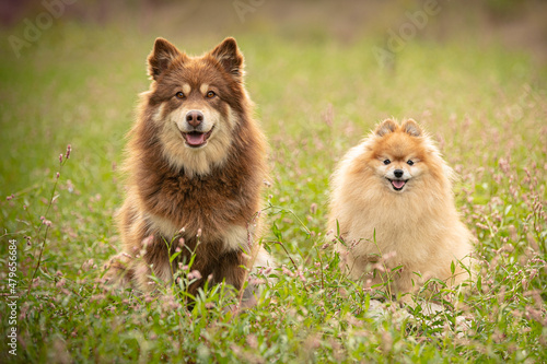 Lapponian herder and pomeranian dog seated