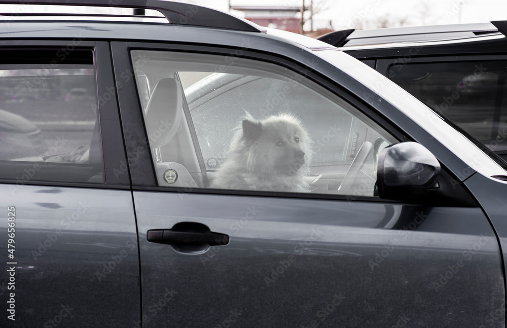 A dog sits behind the steering wheel of its owners vehicle giving the impression they are the driver.