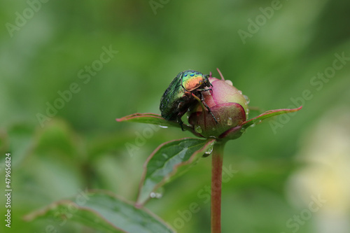 Large Linnaeus beetle crawling on a bud peony flower. Large green hard-winged insect beetle close-up  top view. Beetle, that has a metallic structurally coloured green. Brilliant insect. Peony flower photo