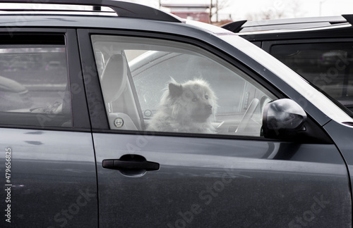 A dog sits behind the steering wheel of its owners vehicle giving the impression they are the driver.