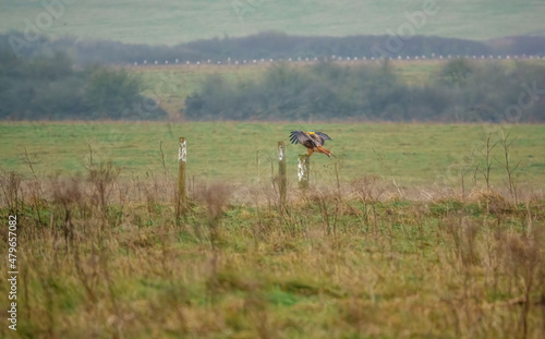 Fototapeta Naklejka Na Ścianę i Meble -  a red kite (Milvus milvus) perches on wooden burial post markers, Salisbury Plain UK