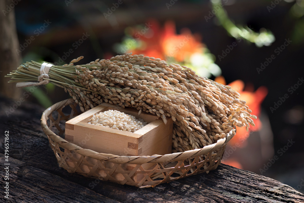 Japanese brown rice and ear of rice on bokeh nature background.