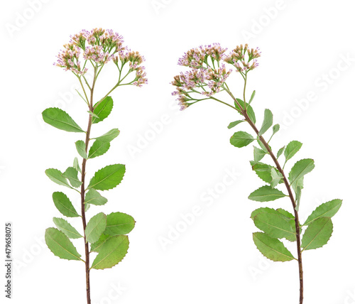 Indian marsh fleabane or pluchea indica flowers  isolated on white background. photo