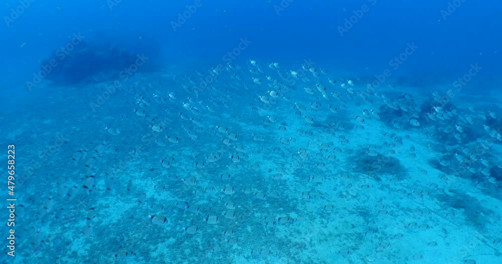underwater fish scenery from mediterranean sea breams ocean scenery underwater landscape seabreams underwater fish scenery from mediterranean sea breams ocean scenery underwater landscape seabreams