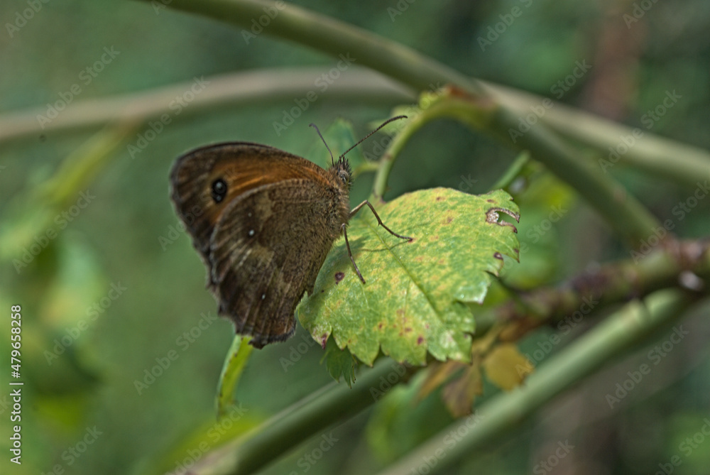 Fototapeta premium Butterfly on leave