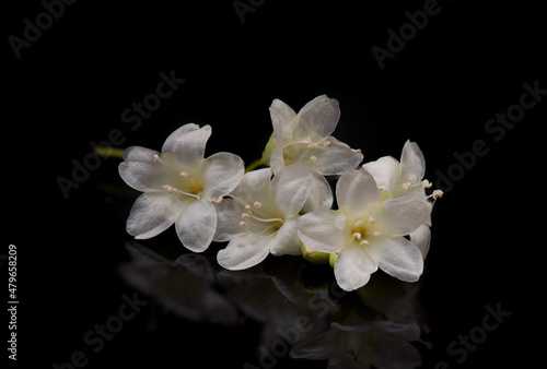 Bridal Creeper or Porana volubilis flowers isolated on black background.
