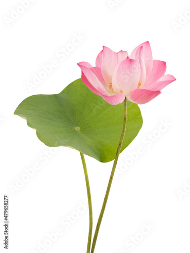 Pink lotus isolated on white background with clipping path.