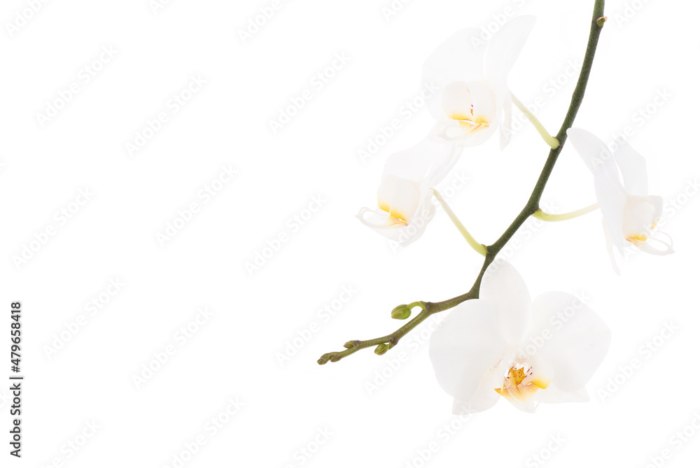Fototapeta premium Phalaenopsis orchids isolated on white background.
