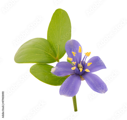 Lignum vitae or Guaiacum officinale flower isolated on white background with clipping path. photo