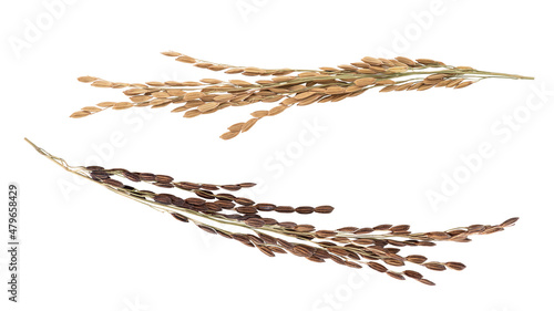 Ear of rice with jasmine rice and black rice isolated on white background with clipping path,top view.