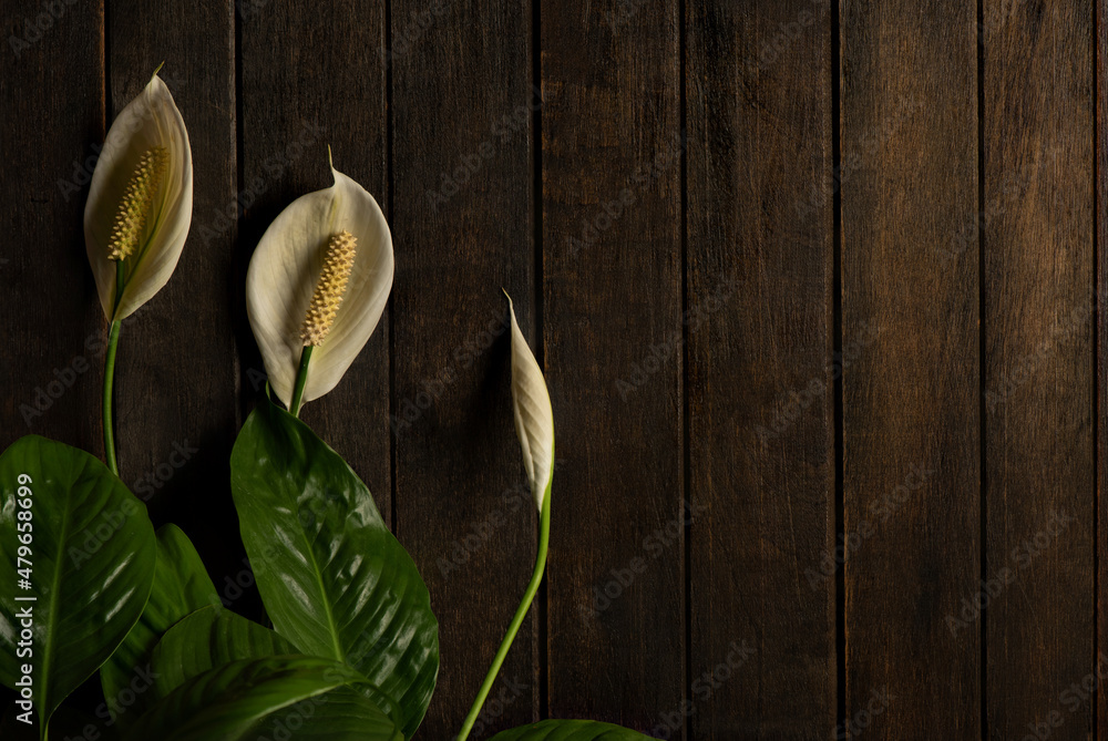 Peace lily flowers on an old wooden background. Peace lily flowers on an old wooden background.