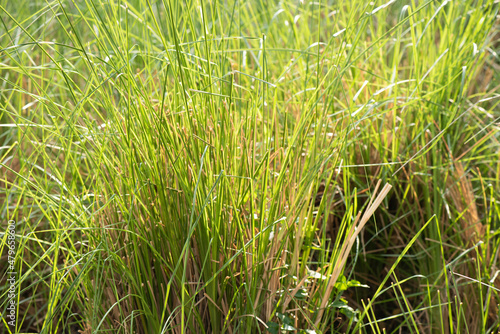 Vetiver grass or chrysopogon zizanioides on nature background.