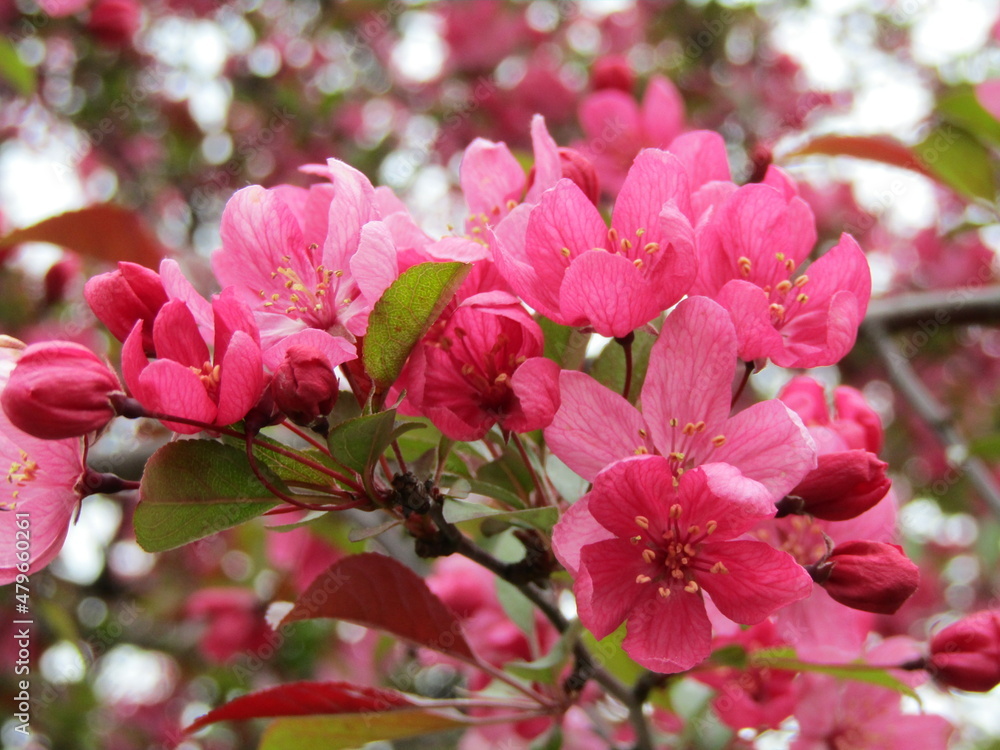 Obraz premium pink spring flowers