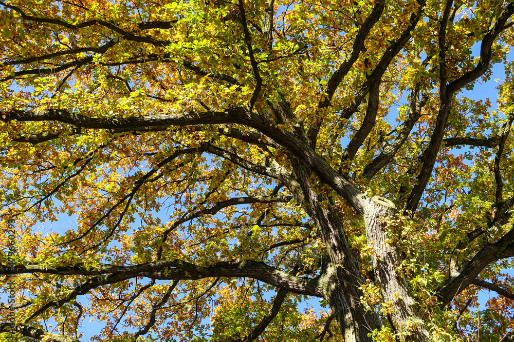 Baumkrone, verzweigte Baumkrone, Herbstlaub am Baum, Baumkrone im Herbst, alter Baum, kräftiger Wuchs, schöne Baumkrone mit Herbstlaub im Sonnenlicht, Natur so schön Baumkrone, verzweigte Baumkrone, Herbstlaub am Baum, Baumkrone im Herbst, alter Baum, kräftiger Wuchs, schöne Baumkrone mit Herbstlaub im Sonnenlicht, Natur so schön
