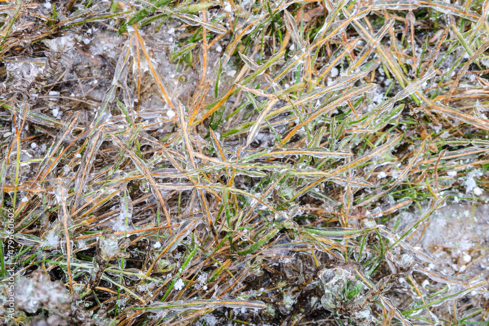 Grass blades covered with ice shells after freezing rain. Close-up. Grass blades covered with ice shells after freezing rain. Close-up.