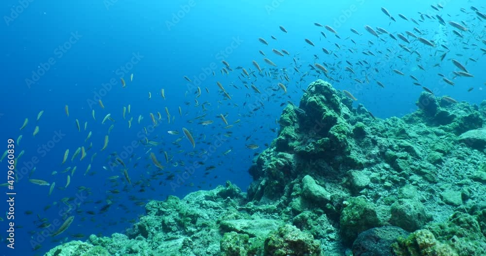 fish school on a reef moving together mediterranean sea blue water ocean scenery of behaviour fish school on a reef moving together mediterranean sea blue water ocean scenery of behaviour