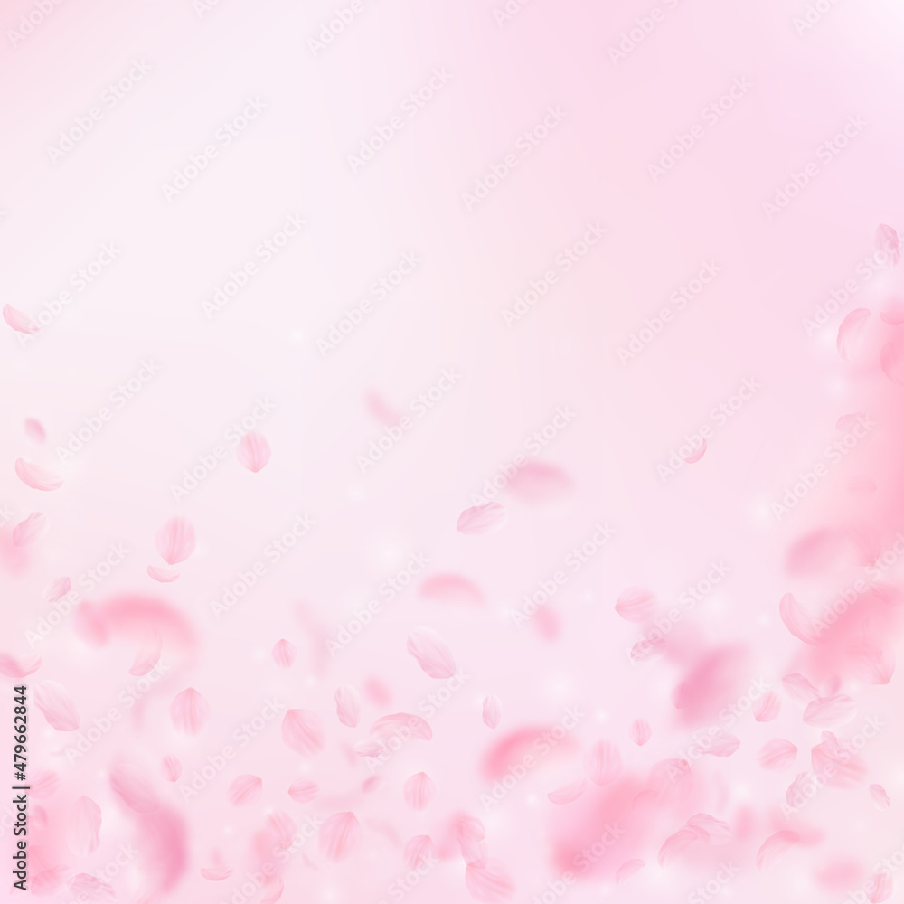 Sakura petals falling down. Romantic pink flowers falling rain. Flying petals on pink square background. Love, romance concept. Magnetic wedding invitation.